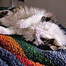 Apollo joined the competition — help win amazing prizes! cat, fluffy, upside_down, blanket, colorful, textured, fur, indoor, cozy, relaxed, pet, animal, whiskers, pink_nose, bed, home, soft_light, curious, resting, feline