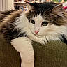 Apollo is registered to the contest to win money with this photo: cat, fluffy, pet, indoor, couch, feline, relaxed, white_fur, brown_fur, long_hair, paw, nose, whiskers, ears, home, animal, mammal, cute, resting, portrait