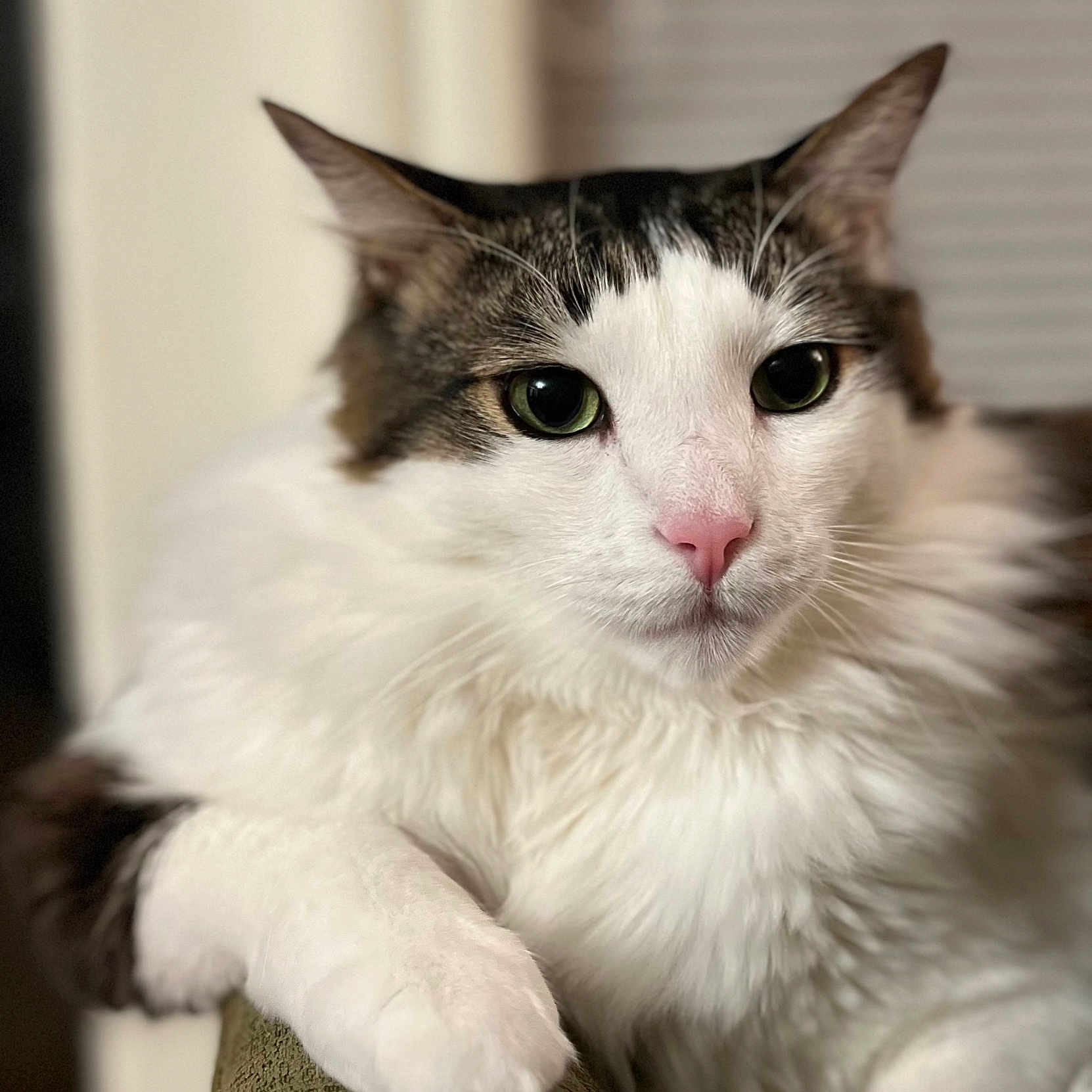 Apollo joined the competition — help win amazing prizes! cat, close_up, fluffy, white, tabby, paw, relaxed, indoor, pet, animal, feline, portrait, whiskers, curious, soft_light, cozy, texture, blurred_background, green_eyes, nose