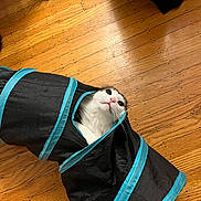 Apollo is registered to the contest to win money with this photo: cat, play_tunnel, wooden_floor, curious, indoor, pet, black, turquoise, fur, whiskers, flooring, animal, looking_up, cute, domestic, kitten, toy, playful, house, pet_toy