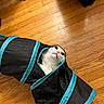 cat, play_tunnel, wooden_floor, curious, indoor, pet, black, turquoise, fur, whiskers, flooring, animal, looking_up, cute, domestic, kitten, toy, playful, house, pet_toy