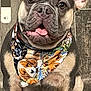 dog, french_bulldog, puppy, bandana, pet, animal, sitting, cute, ears, tongue, floor, tile, indoor, portrait, mammal, companion, domestic_animal, young, adorable, friendly