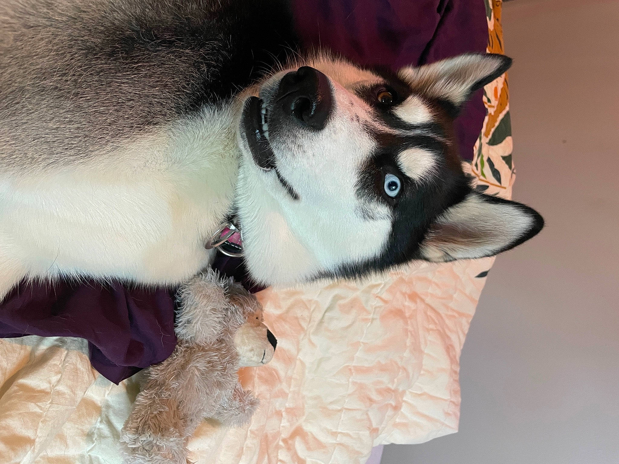 Willow joined the competition — help win amazing prizes! canidae, carmine, carnivore, comfort, companion_dog, dog, dog_breed, eye, eyelash, fawn, fur, head, iris, jaw, non_sporting_group, paw, snout, sporting_group, terrestrial_animal, whiskers