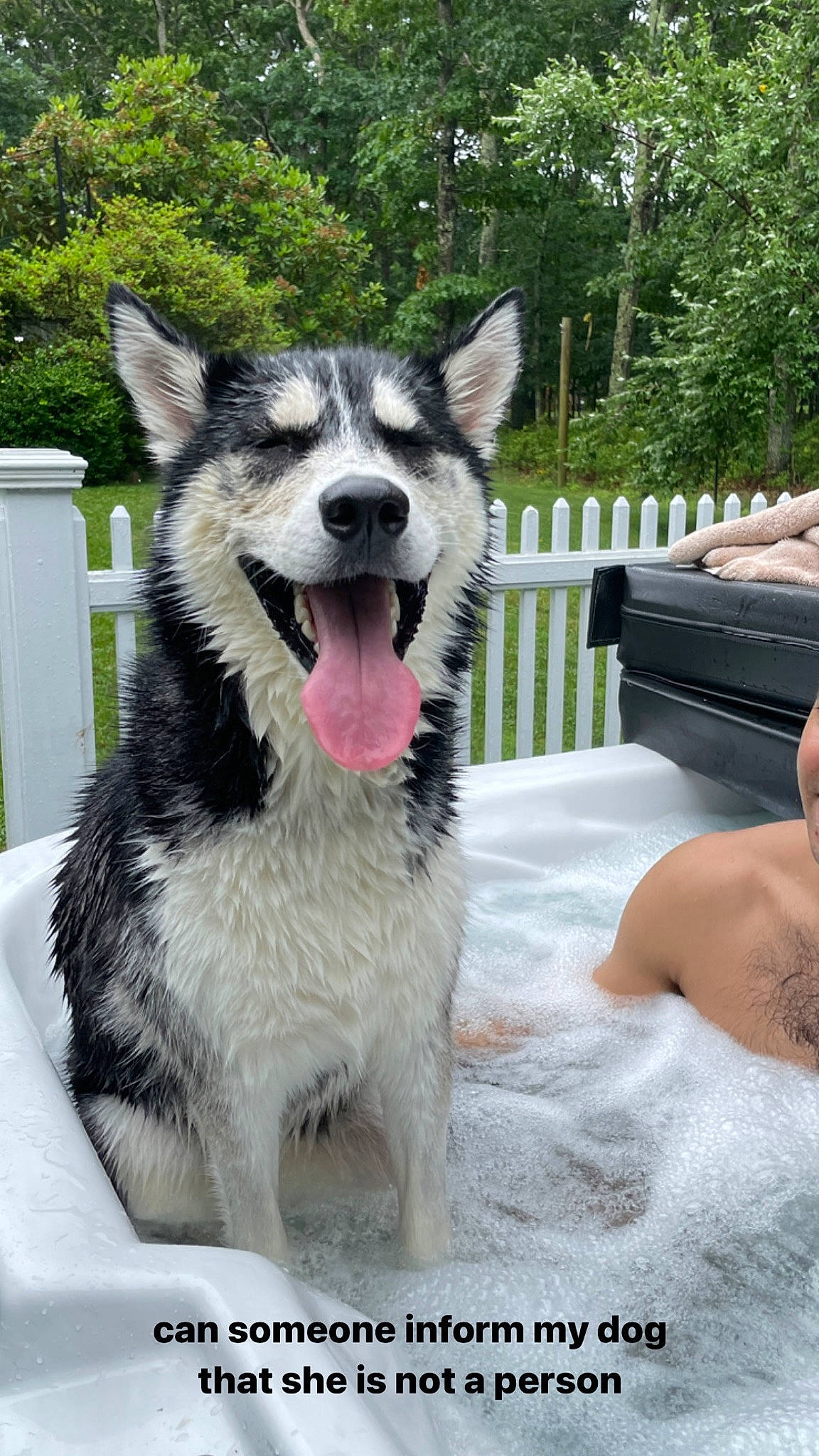 Willow is registered to the contest to win money with this photo: canidae, canis, carnivore, collar, companion_dog, dog, dog_breed, fence, fur, herding_dog, plant, sled_dog, snout, sporting_group, terrestrial_animal, tree, whiskers, wolf, working_animal, working_dog