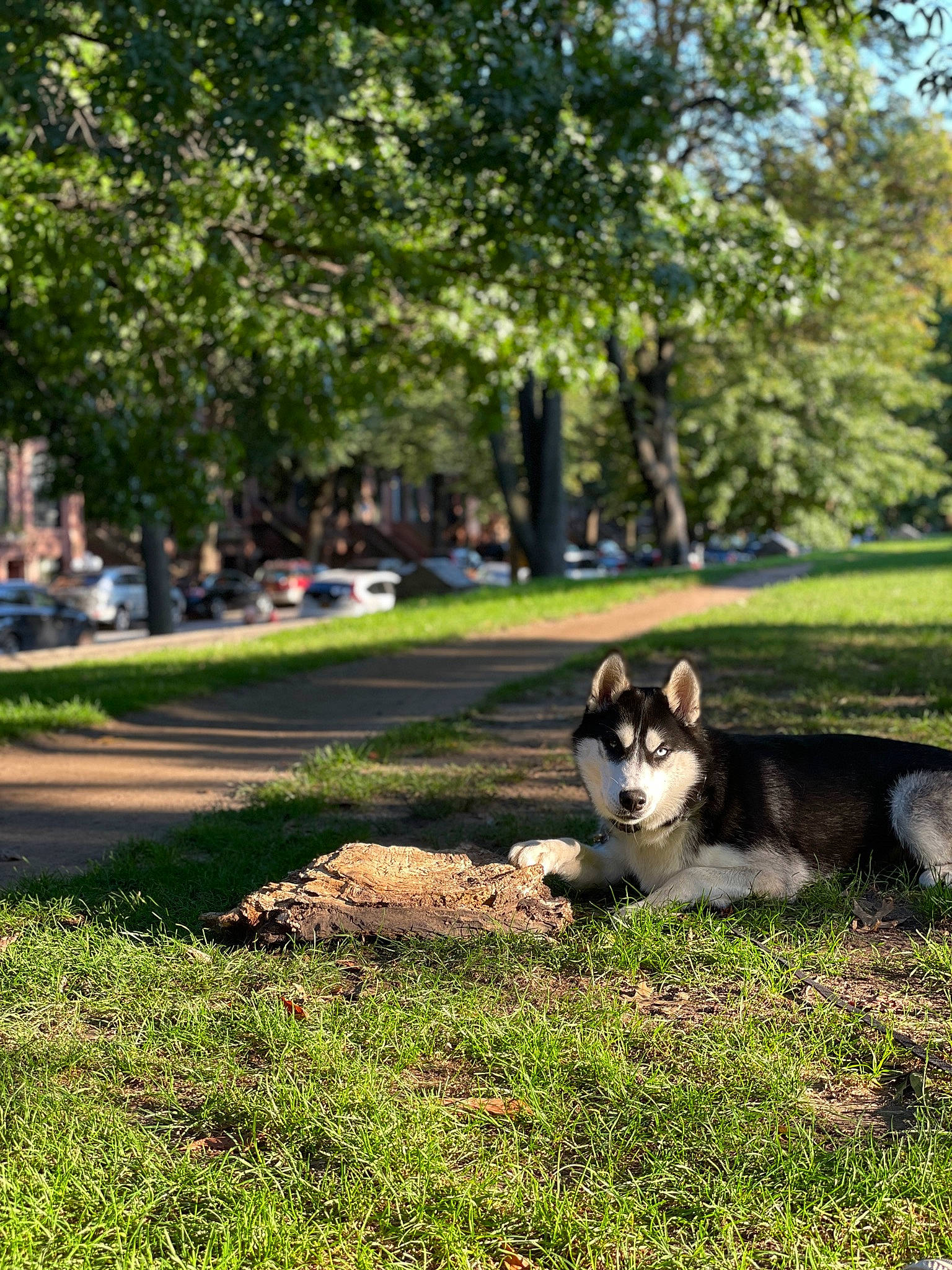Willow is registered to the contest to win money with this photo: canidae, carnivore, companion_dog, dog, dog_breed, garden, grass, landscape, lawn, leisure, people_in_nature, plant, recreation, sled_dog, snout, sporting_group, tail, terrestrial_animal, tree, working_animal