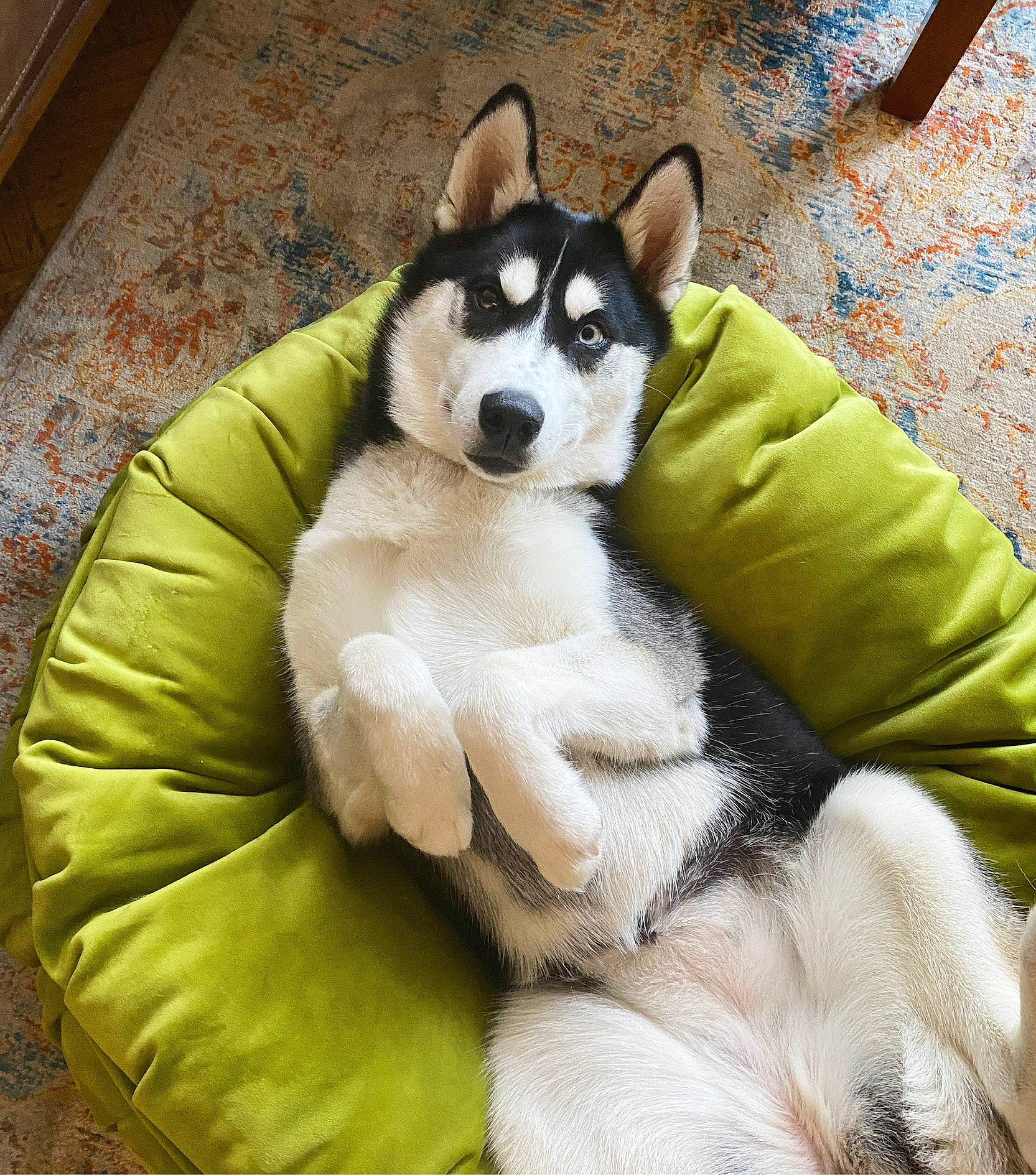 Willow is registered to the contest to win money with this photo: canidae, carnivore, comfort, companion_dog, couch, dog, dog_breed, dog_supply, fawn, flooring, foot, fur, linens, paw, snout, sporting_group, tail, terrestrial_animal, whiskers, working_animal