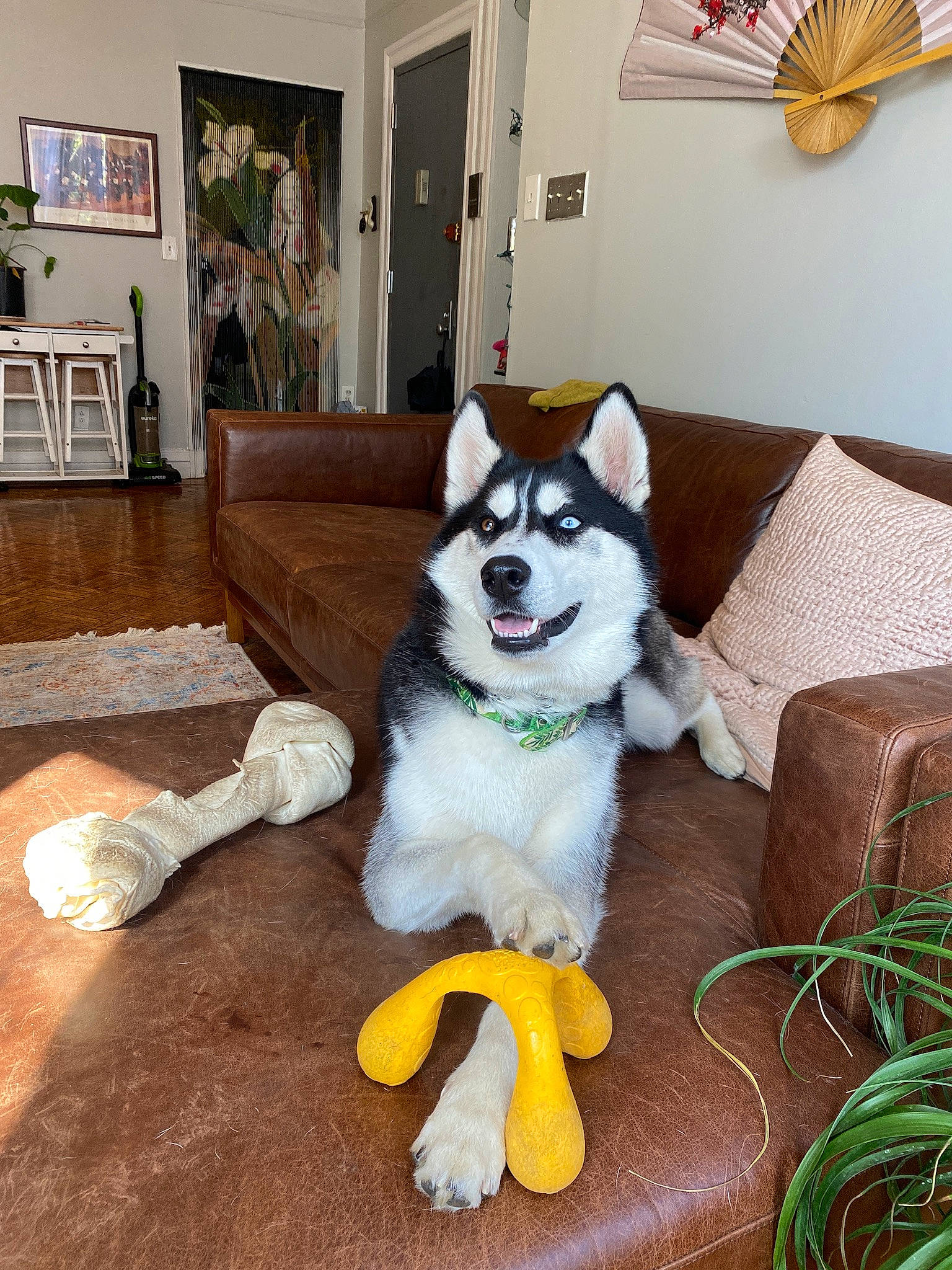 Willow joined the competition — help win amazing prizes! carnivore, comfort, companion_dog, couch, dog, dog_breed, dog_supply, door, fawn, flooring, fur, hardwood, home, living_room, picture_frame, pillow, porch, sporting_group, tail, wood