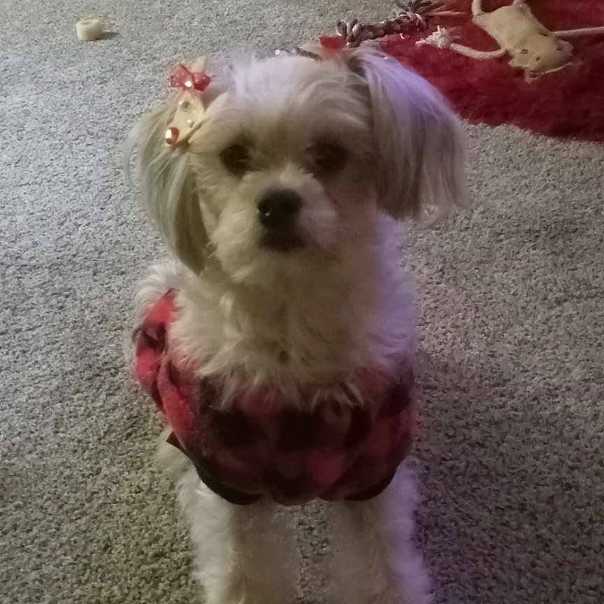 Miss Wiggles is registered to the contest to win money with this photo: animal, attention, bone_toy, bow, bowl, carpet, cute, decor, dog, door, ears, floor, fur, indoor, pet, plaid_jacket, red_rug, small_dog, toy, toy_rope