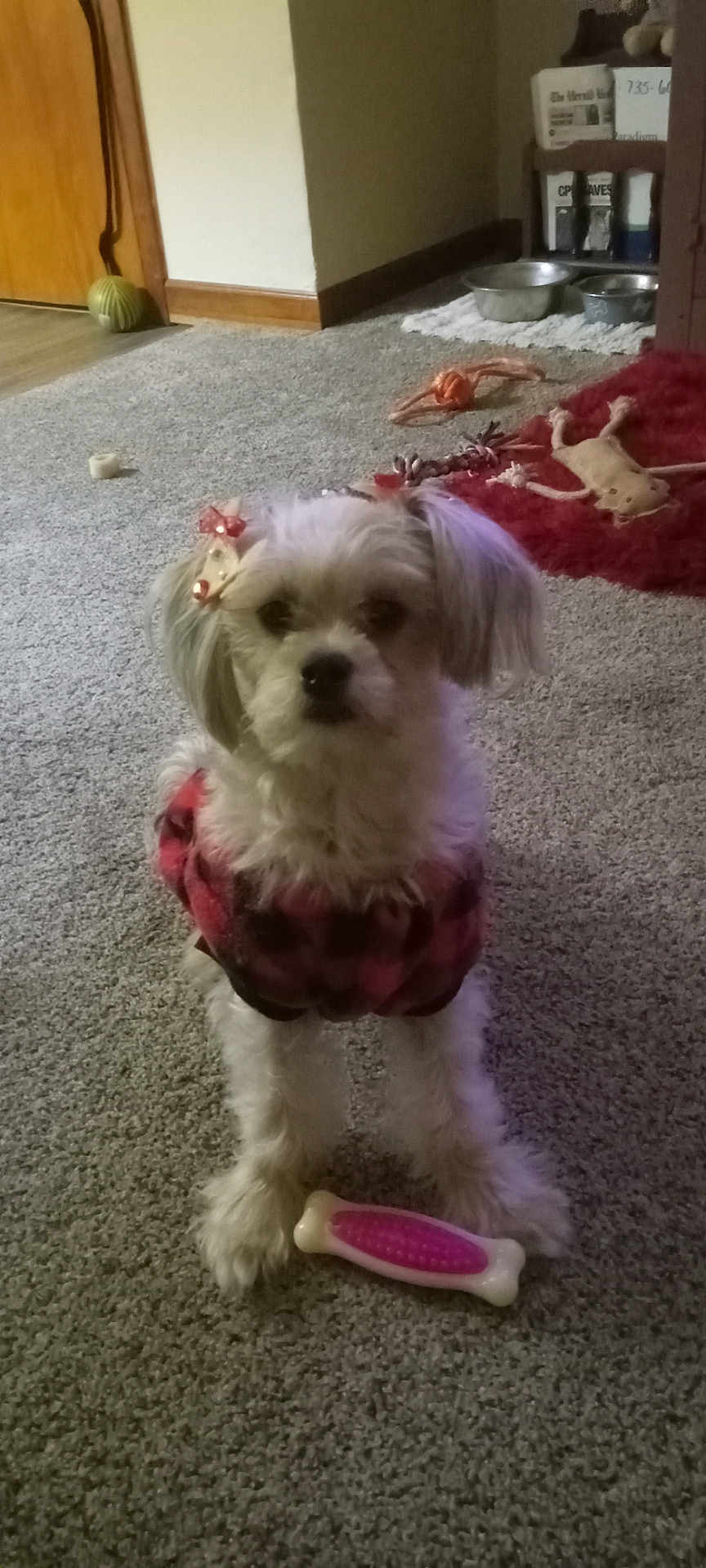 Miss Wiggles is registered to the contest to win money with this photo: dog, small_dog, plaid_jacket, bow, toy, bone_toy, carpet, indoor, pet, animal, cute, fur, ears, floor, bowl, door, toy_rope, red_rug, decor, attention