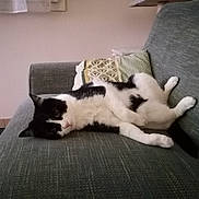 Rasta participe au concours pour gagner de l'argent avec cette photo : cat, black_and_white, lying_down, couch, gray, indoor, pet, relaxed, feline, pillow, home, fur, whiskers, animal, comfort, resting, cute, domestic, side_view, curious