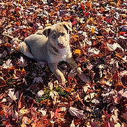 Lilah is registered to the contest to win money with this photo: animal, autumn, brown, cute, dog, fall_leaves, grass, leaf_pile, nature, one_eye_blue, one_eye_brown, orange, outdoor, pet, playful, puppy, red, relaxed, sunlight, young_animal