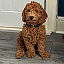 adorable, animal, brown, canine, collar, companion, curly_fur, cute, dog, domestic_animal, floor, fur, indoor, looking, pet, portrait, puppy, sitting, wooden_floor, young_dog