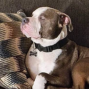 Rah Rah is registered to the contest to win money with this photo: dog, pet, couch, pillow, collar, indoor, resting, brown_and_white, canine, fur, domestic_animal, relaxed, animal, mammal, companion, portrait, side_view, seated, household, cute
