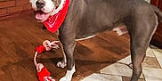 Rah Rah joined the competition — help win amazing prizes! dog, bandana, toy, indoor, flooring, wood, tile, pet, animal, playful, happy, standing, brown, white, red, rope_toy, domestic, canine, companion, portrait