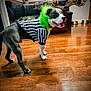 Rah Rah joined the competition — help win amazing prizes! dog, referee_costume, green_wig, wooden_floor, indoor, pet, happy, tongue_out, black_and_white, costume, home, kitchen, table, dog_bowl, decor, animal, playful, smiling, standing, canine