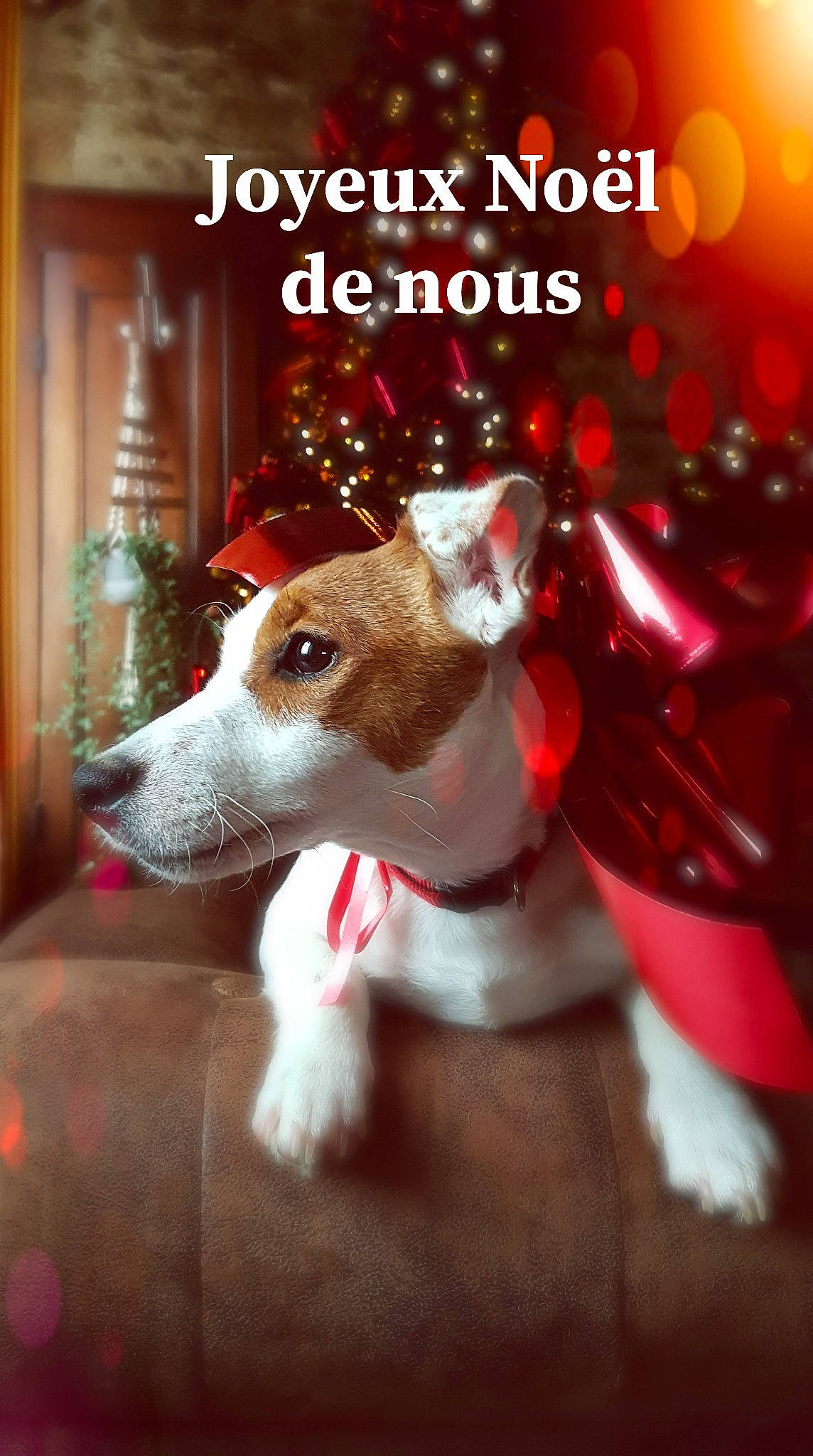 Easy participe au concours pour gagner de l'argent avec cette photo : ancient_dog_breeds, basenji, canidae, carnivore, christmas, christmas_eve, companion_dog, dog, dog_breed, fawn, feist, mammal, miniature_fox_terrier, photo_caption, rat_terrier, russell_terrier, snout, tenterfield_terrier