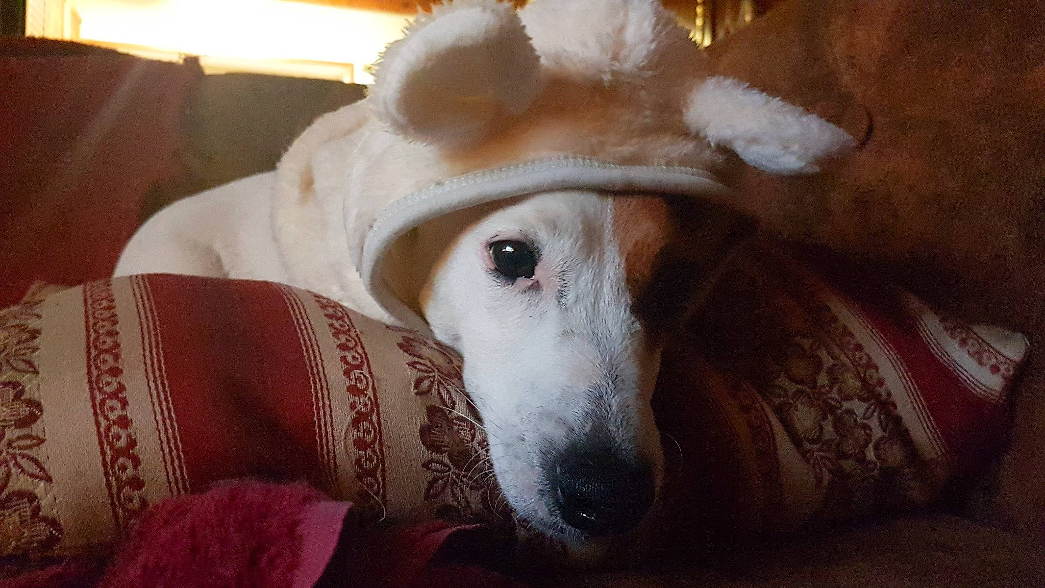 Easy a rejoint le concours — aidez-le/la à gagner de superbes lots ! borzoi, canidae, carnivore, companion_dog, dog, dog_breed, galgo_espanol, lurcher, mammal, rare_breed_dog, silken_windhound, whippet