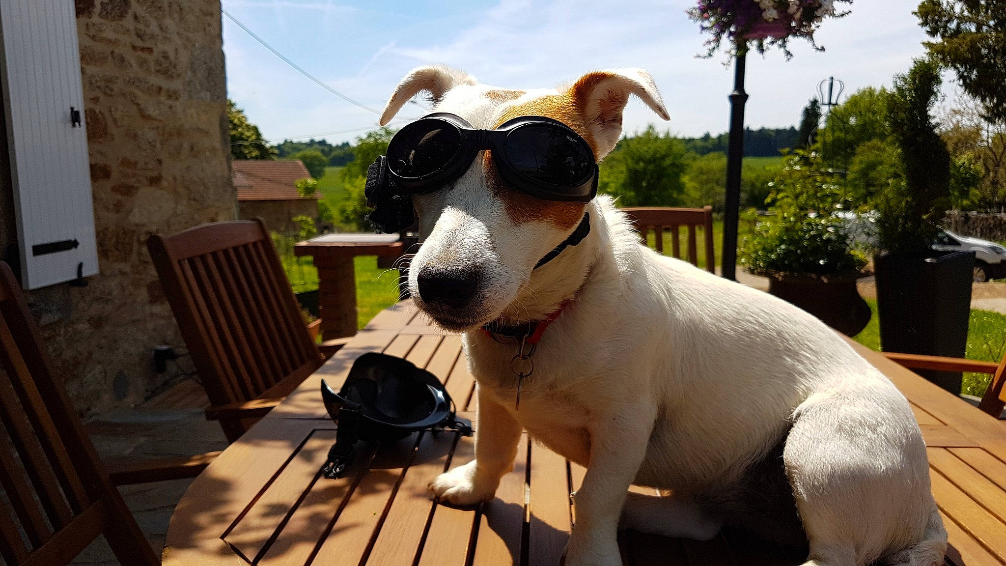 Easy a rejoint le concours — aidez-le/la à gagner de superbes lots ! canidae, carnivore, companion_dog, dog, dog_breed, fawn, jack_russell_terrier, mammal, non_sporting_group, nose, russell_terrier, snout, terrier, vertebrate