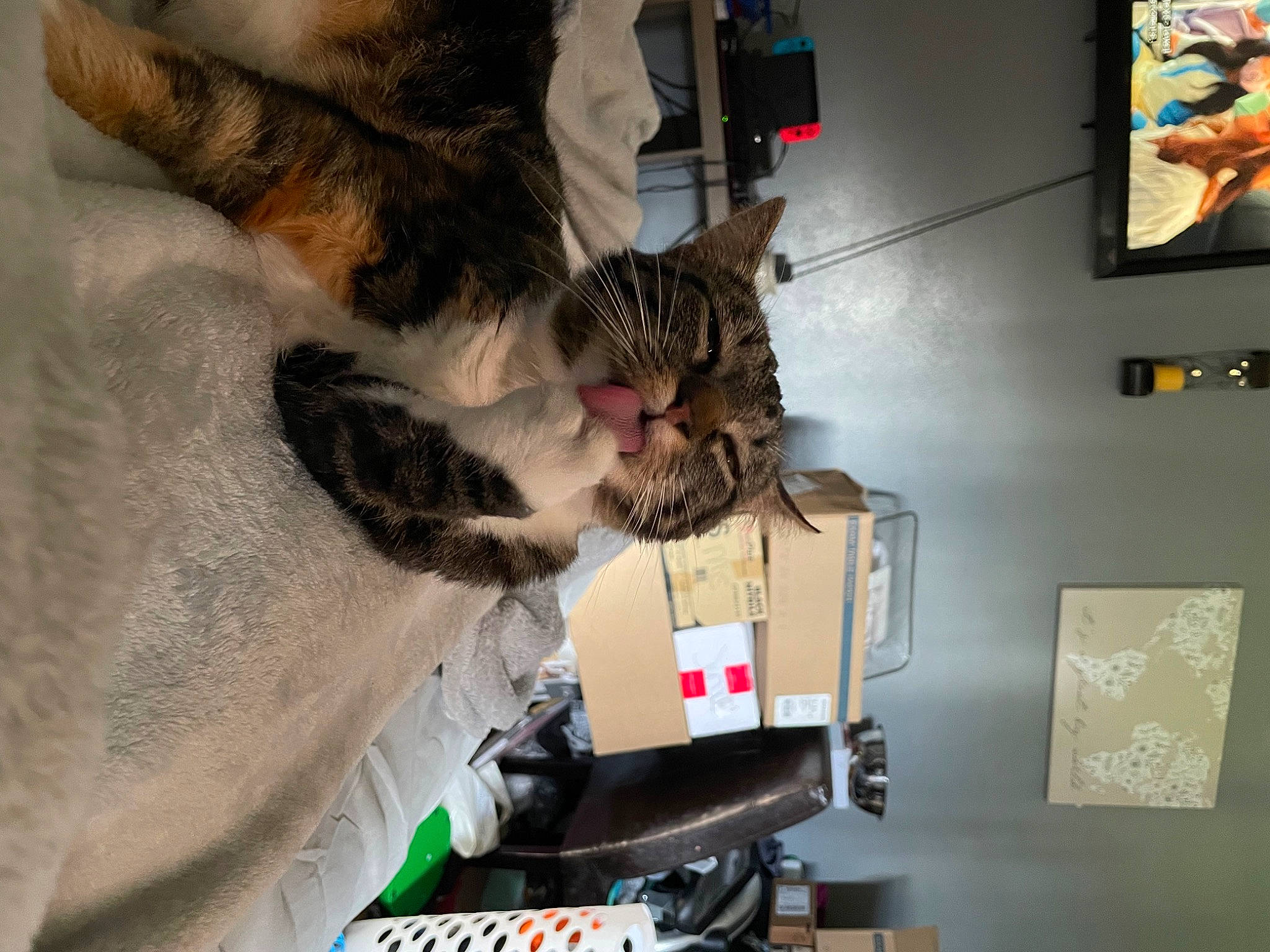 Tootsie joined the competition — help win amazing prizes! box, carnivore, cat, display_device, domestic_short_haired_cat, felidae, fur, machine, office_equipment, office_supplies, paw, picture_frame, room, shipping_box, small_to_medium_sized_cats, snapshot, tail, toy, visual_arts, whiskers