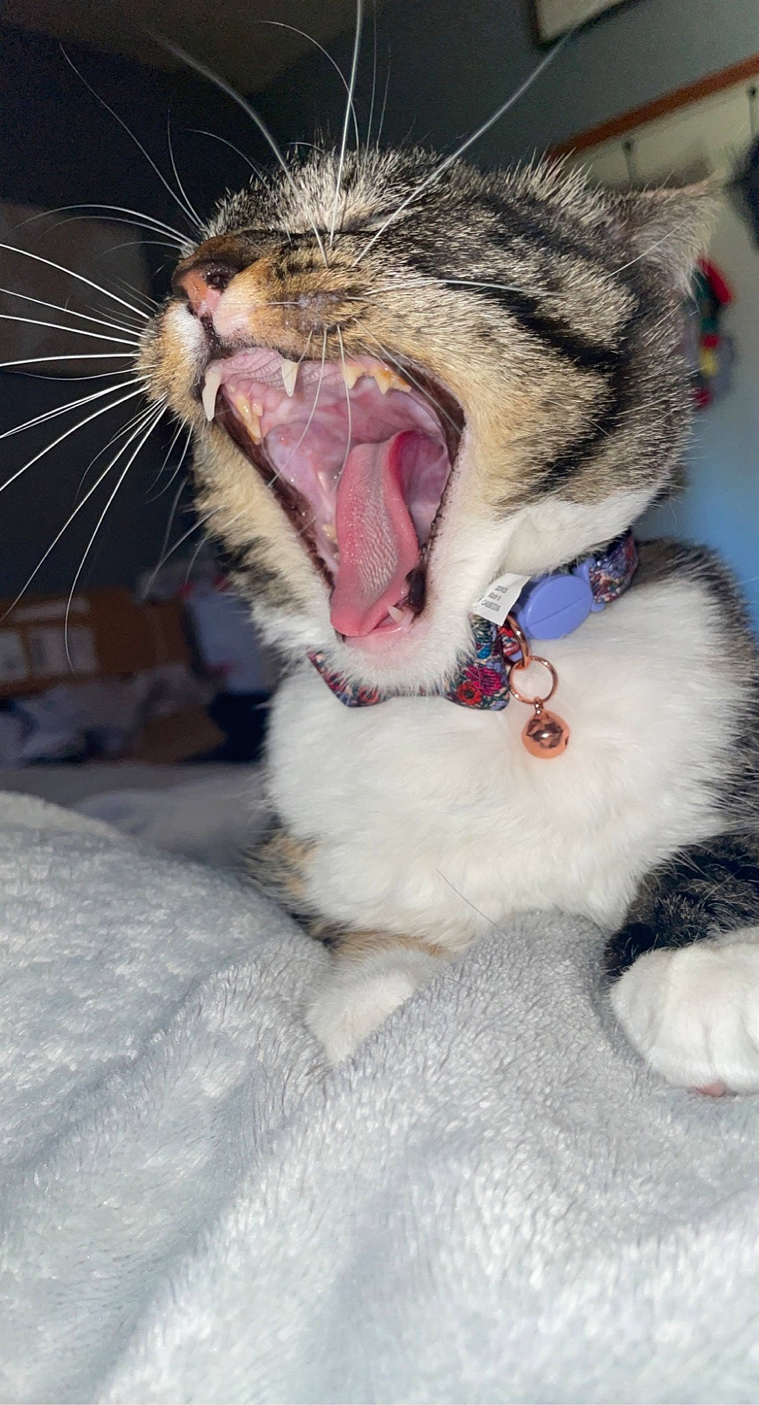 Tootsie is registered to the contest to win money with this photo: carnivore, cat, claw, domestic_short_haired_cat, fang, felidae, foot, fur, jaw, mammal, paw, roar, small_to_medium_sized_cats, snout, terrestrial_animal, tooth, vertebrate, whiskers, window, yawn