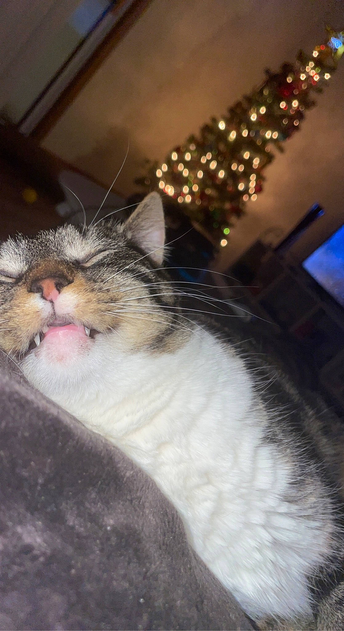 Tootsie is registered to the contest to win money with this photo: carnivore, cat, claw, comfort, domestic_short_haired_cat, event, eye, felidae, fur, head, night, paw, plant, small_to_medium_sized_cats, tail, tree, whiskers, window