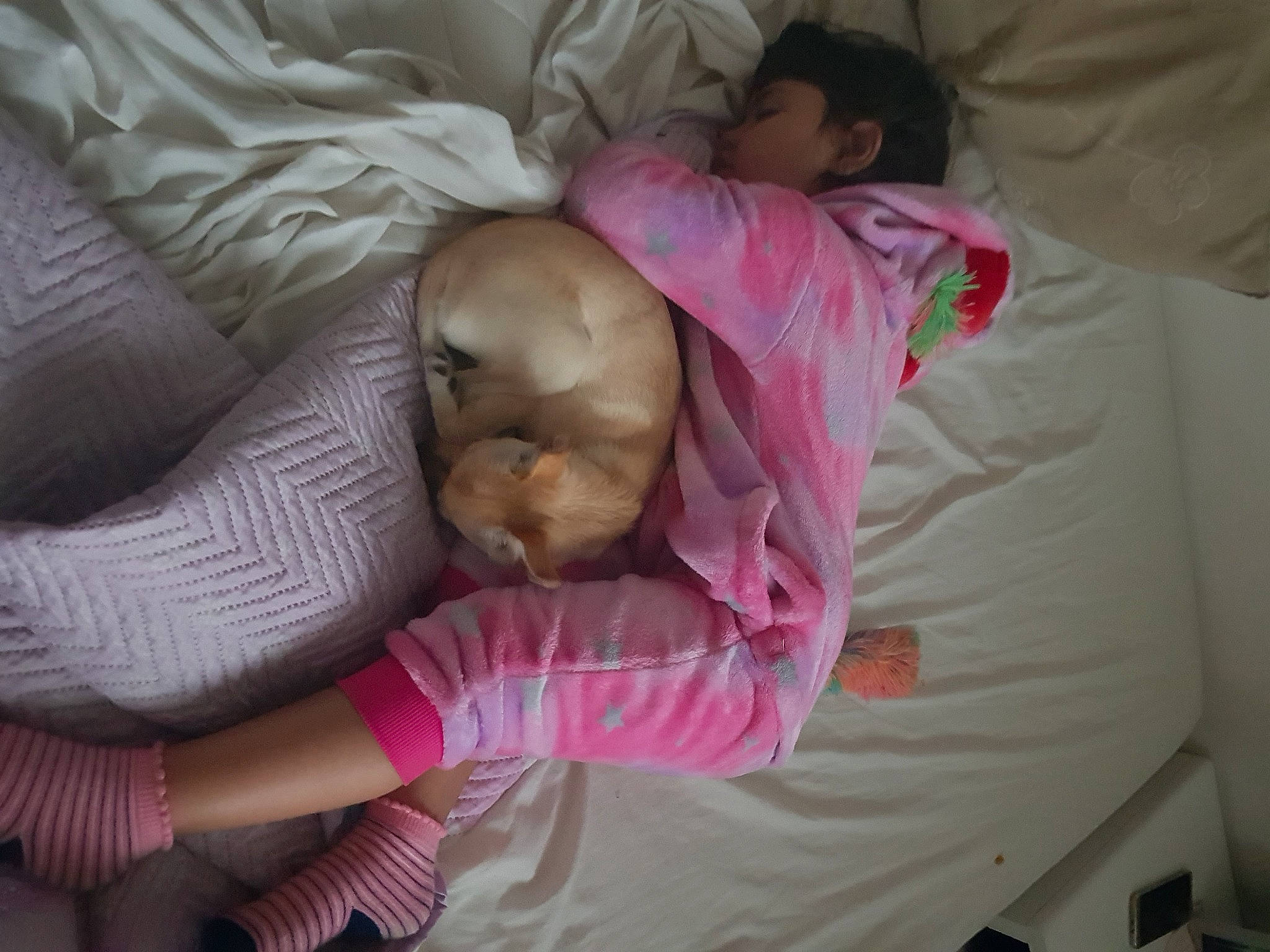 Clara participe au concours pour gagner de l'argent avec cette photo : baby, bedtime, birth, canidae, child, comfort, fawn, nap, person, pink, sleep, sporting_group, under_exposed