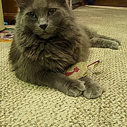 Zuri joined the competition — help win amazing prizes! abyssinian, accessories, angora, animal, cabinet, cat, closet, couch, cupboard, furniture, hardwood, indoors, interiordesign, kitten, manx, pet, plywood, siamese, strap, wood