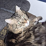 Pumpkin Kitty joined the competition — help win amazing prizes! animal, blanket, cat, cozy, cushion, eyes, fluffy, fur, furniture, home, indoor, knitted, pet, poster, purple, relaxed, resting, tabby, wall, whiskers