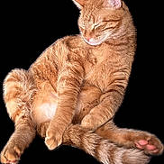 Carl Weezer is registered to the contest to win money with this photo: abyssinian, angora, animal, cat, kitten, manx, person, pet, sleeping