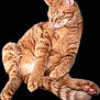 abyssinian, angora, animal, cat, kitten, manx, person, pet, sleeping