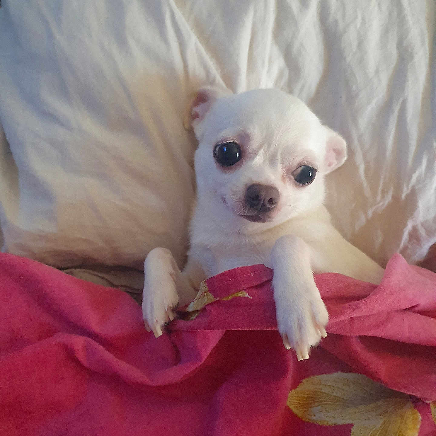 Nikita a rejoint le concours — aidez-le/la à gagner de superbes lots ! animal, beagle, blanket, boxer, bulldog, canine, chihuahua, dog, eskimodog, frenchbulldog, homedecor, hound, linen, pet, pitbull, puppy, quilt, terrier, towel, whitedog