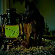 Freyja a rejoint le concours — aidez-le/la à gagner de superbes lots ! cat, black_cat, animal, pet, sphynx_cat, lantern, vintage, glowing, indoor, dark, moody, dramatic_lighting, green, shaggy_blanket, furniture, home_decor, portrait, sitting, alert, mysterious