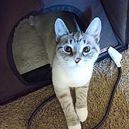 Precious joined the competition — help win amazing prizes! animal, black_cable, blue_eyes, carpet, cat, cozy, curious, cute, domestic_cat, feline, fur, home, indoor, looking_up, paws, pet_tent, soft_light, striped, tabby, whiskers