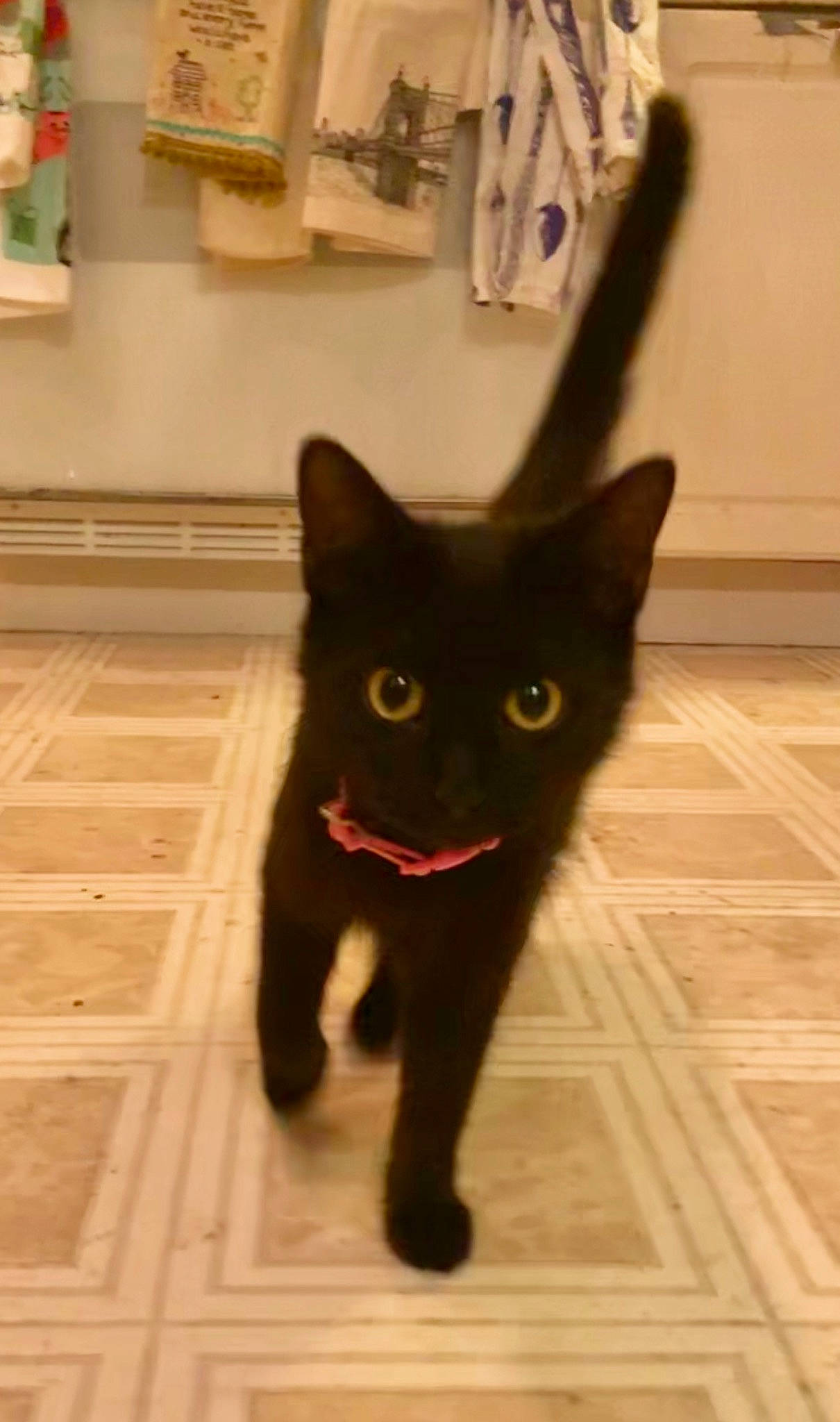 Ebony joined the competition — help win amazing prizes! black_cat, bombay, carnivore, cat, claw, domestic_short_haired_cat, felidae, floor, flooring, fur, hardwood, paw, small_to_medium_sized_cats, snout, tail, terrestrial_animal, tile_flooring, whiskers, wood, wood_stain