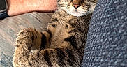 Thor joined the competition — help win amazing prizes! cat, kitten, sleeping, tabby, feline, pet, couch, cushion, arm, relaxing, indoor, fur, whiskers, comfort, nap, domestic_animal, resting, closeup, striped, paw