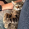 cat, kitten, sleeping, tabby, feline, pet, couch, cushion, arm, relaxing, indoor, fur, whiskers, comfort, nap, domestic_animal, resting, closeup, striped, paw