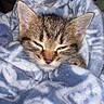 Thor is registered to the contest to win money with this photo: kitten, cat, sleepy, blanket, cozy, tabby, fur, cute, pet, animal, indoors, soft, patterned_blanket, resting, young, whiskers, ears, face, comfort, nap