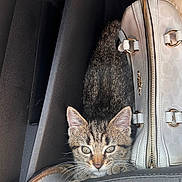 Thor joined the competition — help win amazing prizes! kitten, cat, tabby, car_interior, purse, seat, curious, pet, animal, small, fur, whiskers, ears, eyes, indoor, closeup, cozy, vehicle, compact, cute