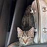 kitten, cat, tabby, car_interior, purse, seat, curious, pet, animal, small, fur, whiskers, ears, eyes, indoor, closeup, cozy, vehicle, compact, cute