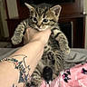 Thor joined the competition — help win amazing prizes! kitten, tabby, cat, paw, hand, tattoo, bracelet, bed, blanket, pink, cartoon_pattern, furniture, television, indoor, closeup, pet, cute, animal, young, curious