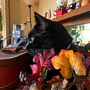 Benny is registered to the contest to win money with this photo: black_cat, cat, autumn_leaves, berries, indoor, decor, figurines, table, lamp, window, curious, pet, animal, whiskers, collar, furniture, reflection, still_life, close_up, cozy