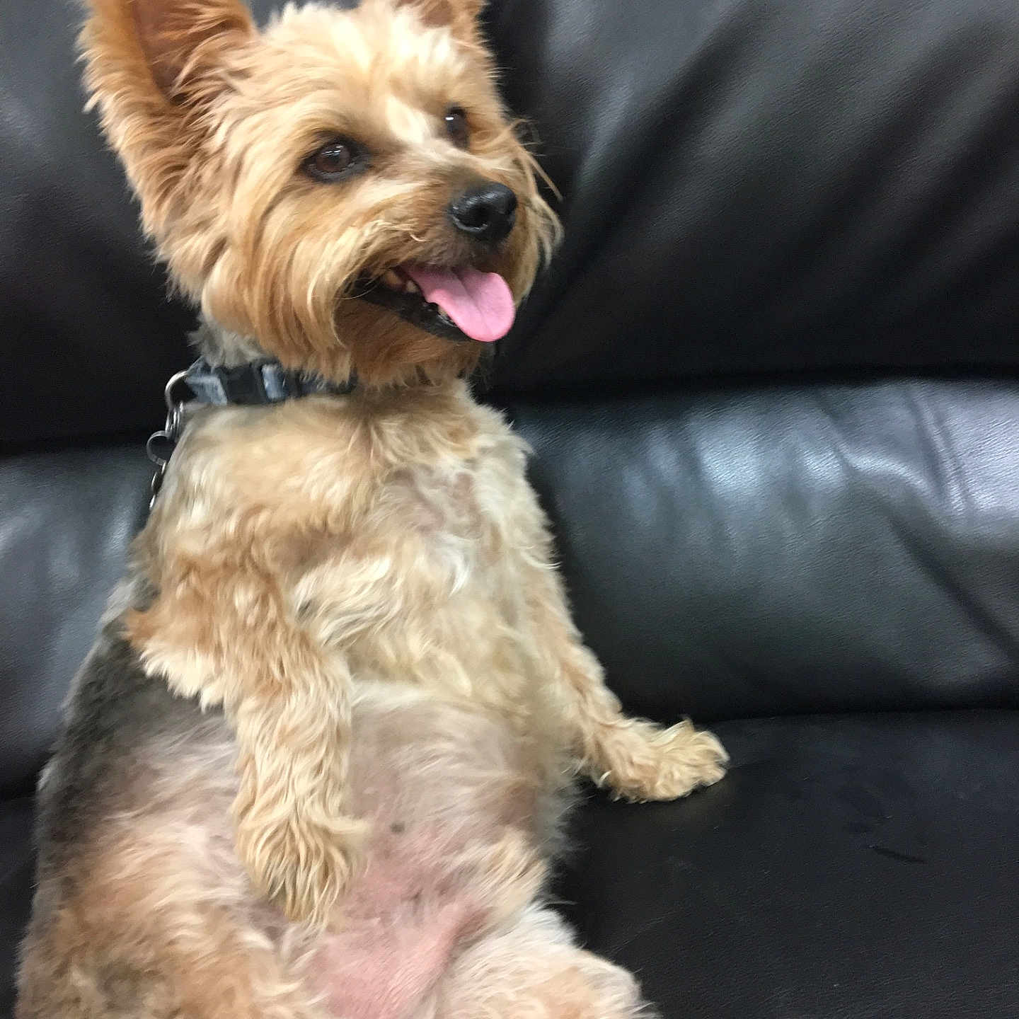 Cc is registered to the contest to win money with this photo: australian_silky_terrier, carnivoran, cockapoo, companion_dog, dog, dog_breed, dog_breed_group, dog_crossbreeds, dog_like_mammal, fur, lakeland_terrier, morkie, norfolk_terrier, norwich_terrier, puppy, schnoodle, small_terrier, snout, sporting_lucas_terrier, terrier