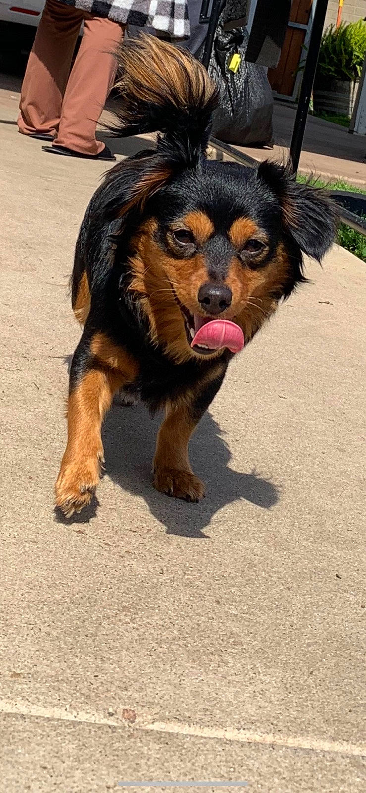 Crybaby joined the competition — help win amazing prizes! biting, canidae, carnivore, companion_dog, dog, dog_breed, foot, fur, herding_dog, paw, plant, snout, sporting_group, terrestrial_animal, working_dog