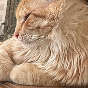 Ozzy a rejoint le concours — aidez-le/la à gagner de superbes lots ! animal, cat, close_up, cute, domestic_animal, feline, fluffy_fur, fur_texture, indoor, mammal, orange_tabby, peaceful, pet, relaxed, resting, side_profile, sleeping, soft_light, whiskers, wooden_surface