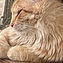 animal, cat, close_up, cute, domestic_animal, feline, fluffy_fur, fur_texture, indoor, mammal, orange_tabby, peaceful, pet, relaxed, resting, side_profile, sleeping, soft_light, whiskers, wooden_surface