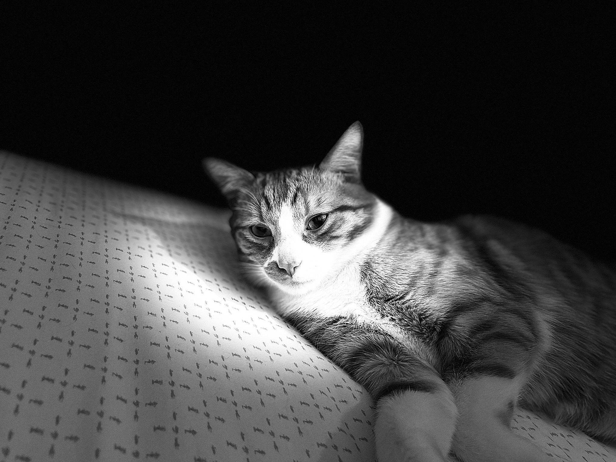 Goa a rejoint le concours — aidez-le/la à gagner de superbes lots ! black_and_white, carnivore, cat, comfort, darkness, domestic_short_haired_cat, eye, felidae, flash_photography, fur, grey, monochrome, monochrome_photography, paw, sitting, small_to_medium_sized_cats, snout, still_life_photography, tail, whiskers