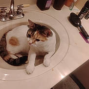 Chille joined the competition — help win amazing prizes! cat, calico_cat, sink, bathroom, faucet, hairbrush, toiletries, countertop, pet, animal, domestic_cat, white, orange, black, curious, resting, indoor, fur, household, relaxed