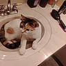 cat, calico_cat, sink, bathroom, faucet, hairbrush, toiletries, countertop, pet, animal, domestic_cat, white, orange, black, curious, resting, indoor, fur, household, relaxed