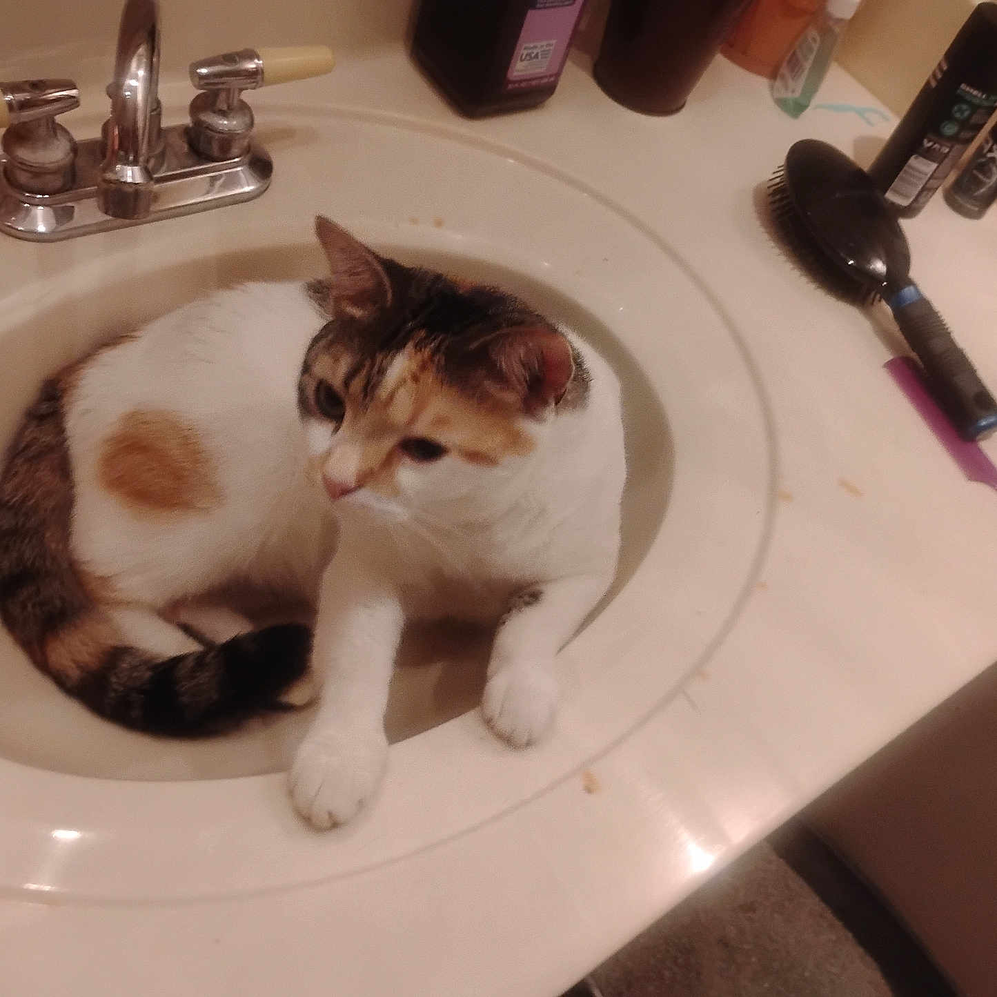 Chille joined the competition — help win amazing prizes! cat, calico_cat, sink, bathroom, faucet, hairbrush, toiletries, countertop, pet, animal, domestic_cat, white, orange, black, curious, resting, indoor, fur, household, relaxed