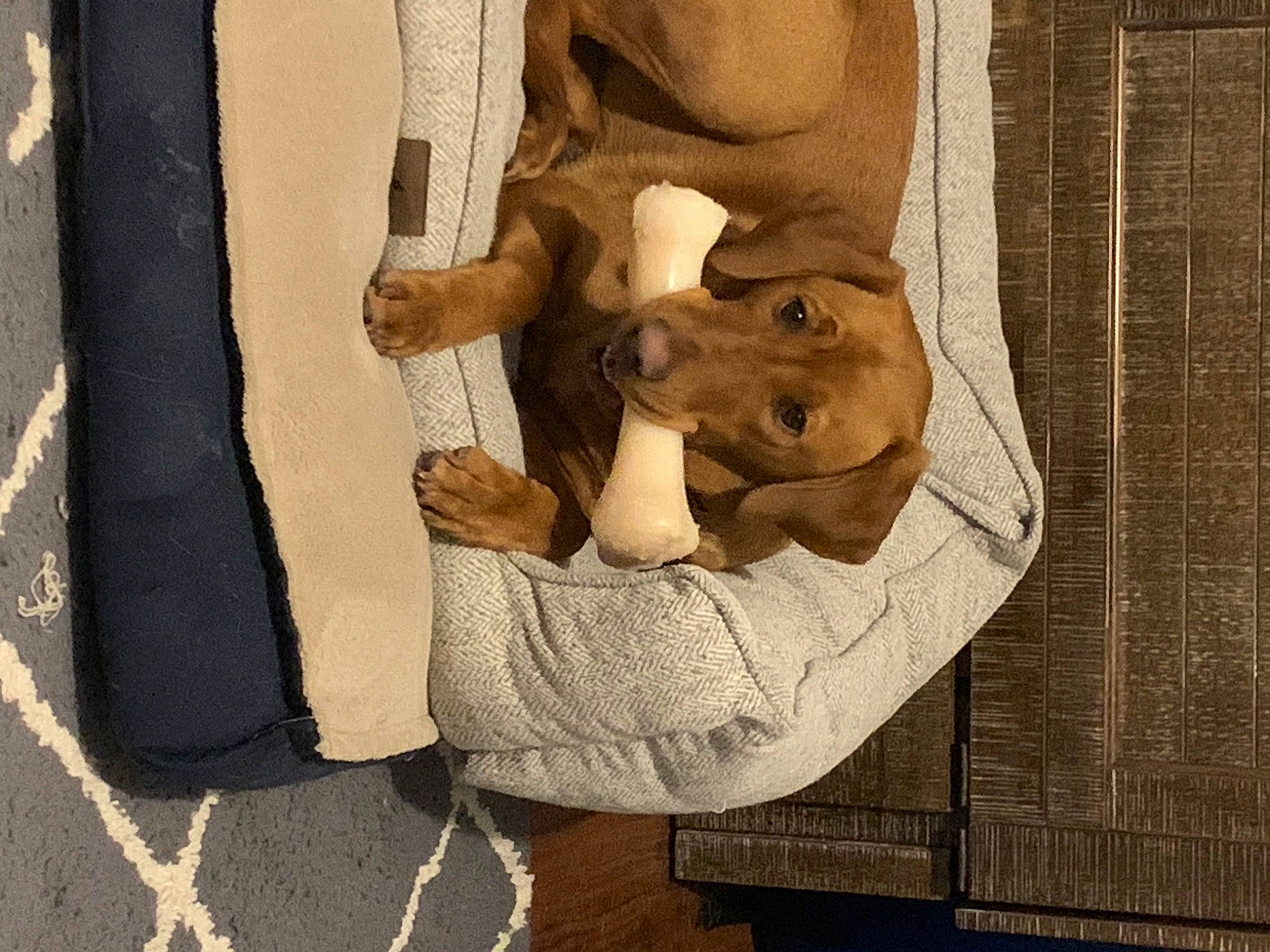 Aila is registered to the contest to win money with this photo: abdomen, canidae, carnivore, comfort, companion_dog, dog, dog_breed, fawn, fur, gesture, human_leg, knee, linens, snout, sporting_group, textile, thigh, wood, working_animal, wrist